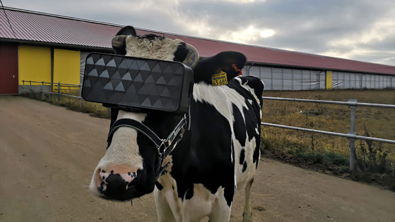 Cows Wearing VR Headsets: The Key to Tastier Milk?